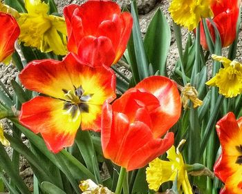 Close-up of red flowers