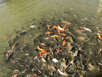 High angle view of koi carps swimming in lake