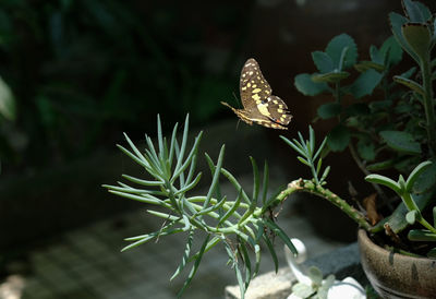 Close-up of butterfly on plant