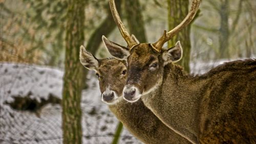 Portrait of deer in snow