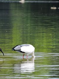 Bird in lake