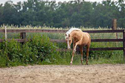 Horse standing in ranch