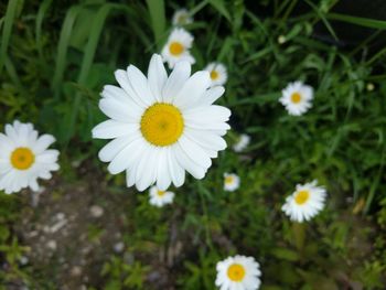Close-up of fresh white daisy flowers blooming in field
