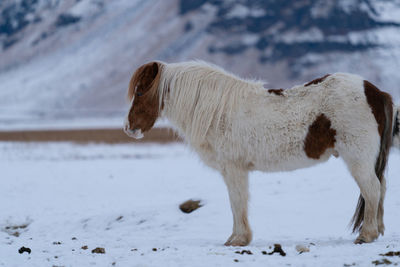 Iceland horse, equus caballus, traditional horse from the icelandic island