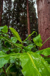 Close-up of raindrops on tree trunk