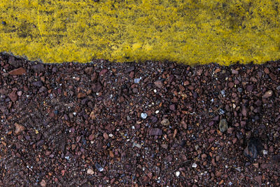 Close-up of pebbles on rock