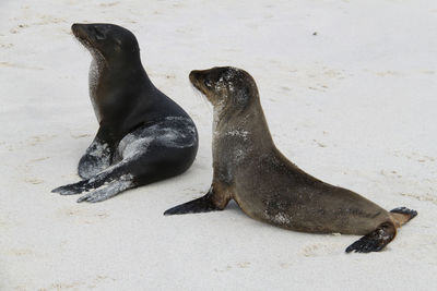 High angle view of seal at beach