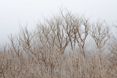 Low angle view of bare trees against clear sky