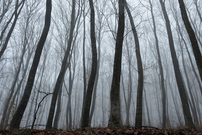 Low angle view of trees in forest during winter