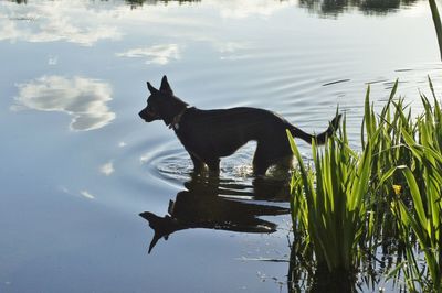 Dog by lake against sky