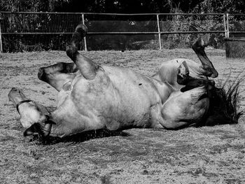 Horse in zoo