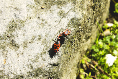 High angle view of ladybug on rock