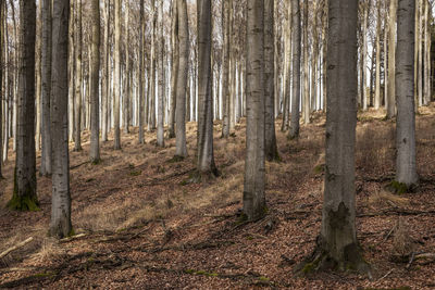 Pine trees in forest