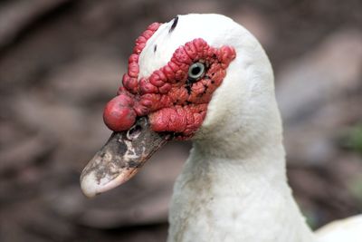 Close-up of a bird