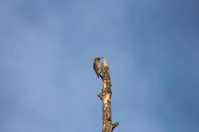 Low angle view of wooden post against clear blue sky with bird perched on top 