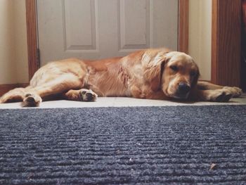 Dog sleeping on couch