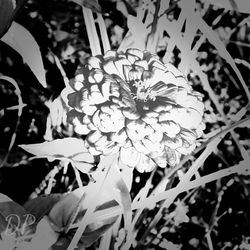 Close-up of flowers blooming outdoors