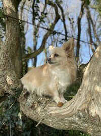 Portrait of dog on tree