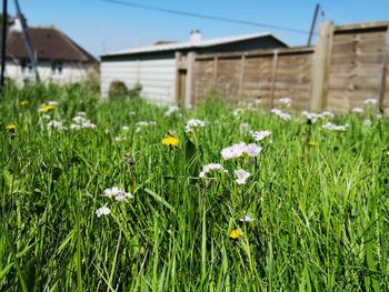 View of flowering plants on land