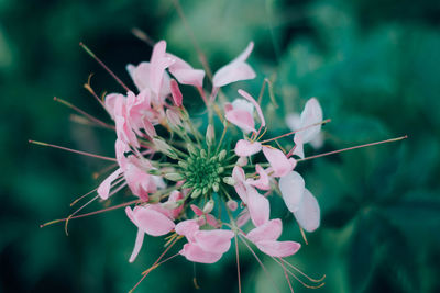 Close-up of pink flowering plant