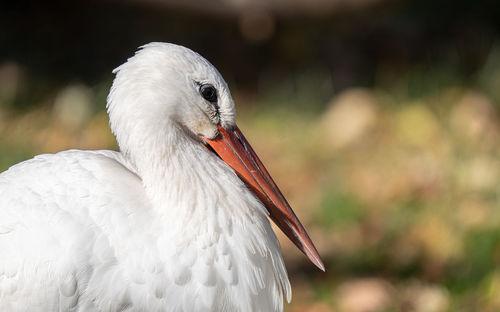 Adult white stork feeding in the wetlands on a sunny day