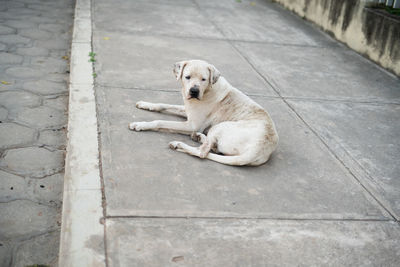High angle view of dog sitting on sidewalk