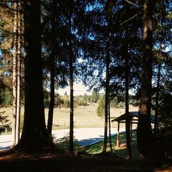 Scenic view of trees by river