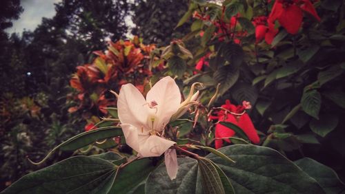 Close-up of red flowers blooming in park