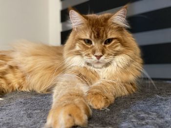 Portrait of ginger cat relaxing outdoors