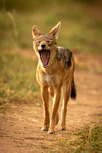 Black-backed jackal yawning on land