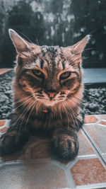 Close-up portrait of a cat