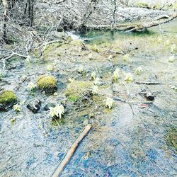 Plants growing in water