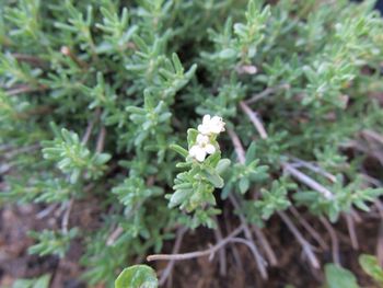 Close-up of white flowers blooming outdoors