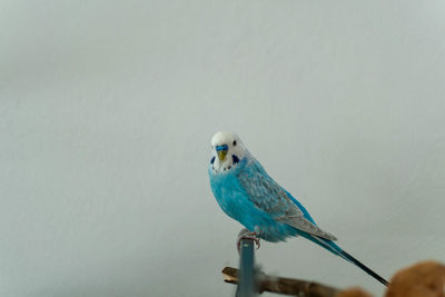 Close-up of parrot perching on a wall