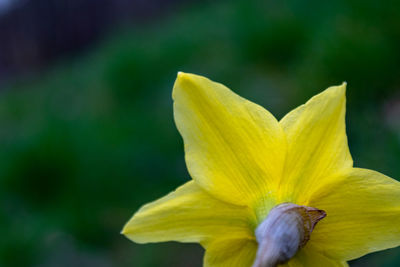 Close-up of yellow flower