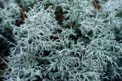 Close-up of frozen plant