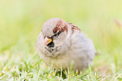 Close-up of a bird