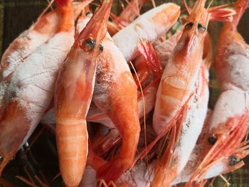 High angle view of fish for sale