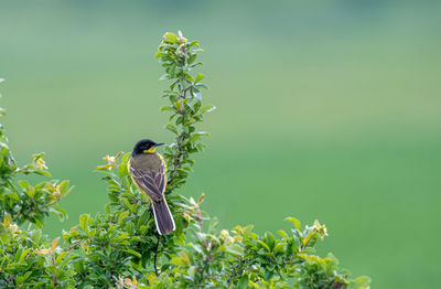 Bird perching on plant