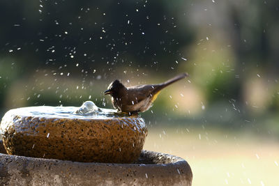 Close-up of a bird flying over water