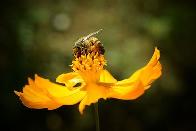 Close-up of bee on yellow flower