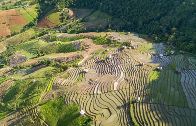 High angle view of rice paddy on field