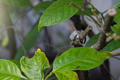 Close-up of rings on plant