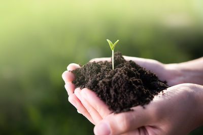Close-up of hand holding small plant