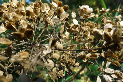 Close-up of dried flowers on tree