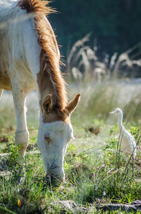 Close-up of horse standing on field