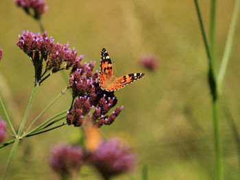 The  painted lady butterfly  vanessa cardui is one of the most common butterfly species 