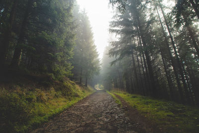 Road amidst trees in forest