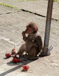 Monkey eating fruit