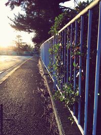 Road amidst trees